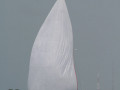 IMG 3457