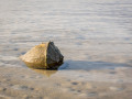 whelk